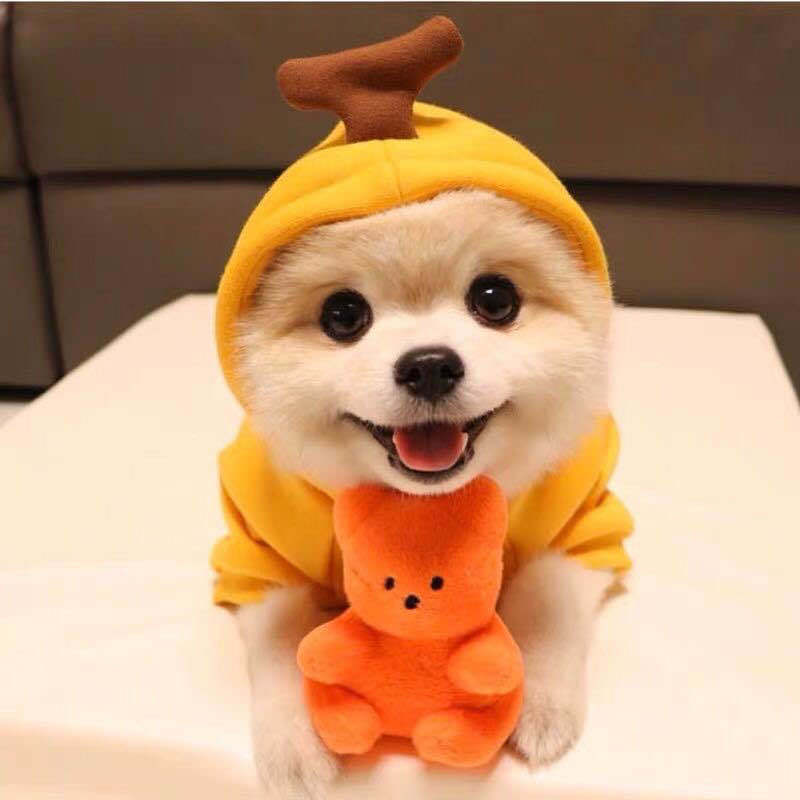 Dog Hoodie - Fruit Print — product image 12