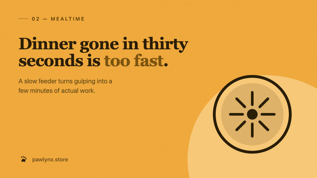 Is Your Dog Eating Too Fast? What a Slow Feeder Actually Does — PawLynx care guide