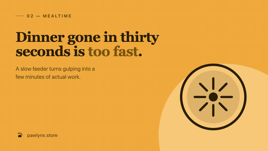 Is Your Dog Eating Too Fast? What a Slow Feeder Actually Does — PawLynx care guide