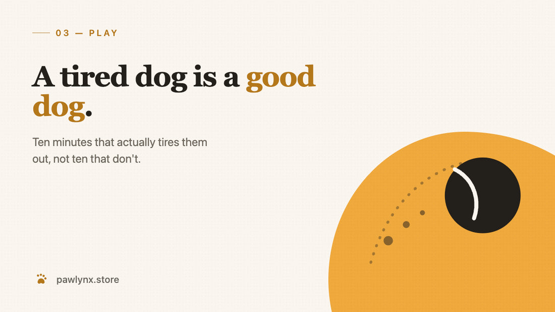 How Much Play Does a Dog Actually Need? — PawLynx care guide