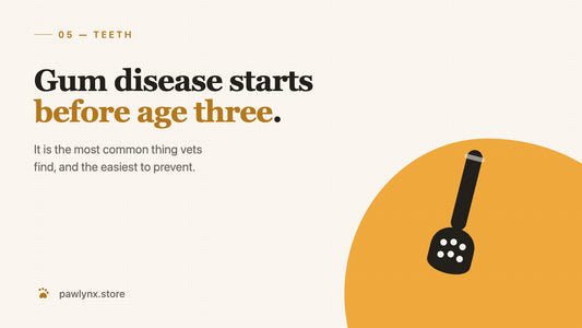 How to Clean Your Dog's Teeth at Home (Without a Fight) — PawLynx care guide