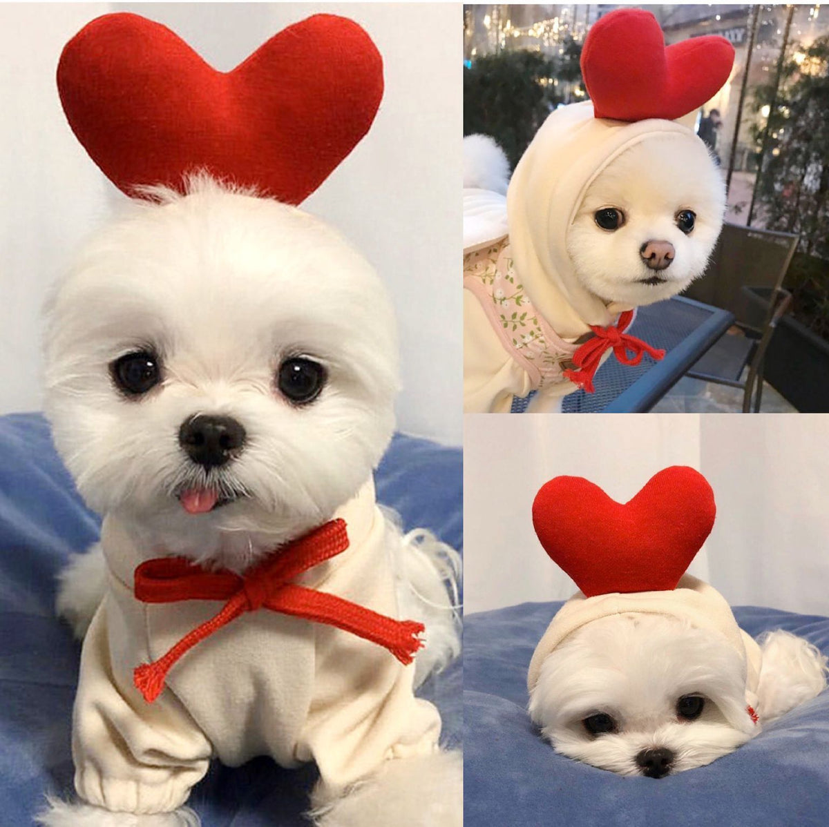 Dog Hoodie - Fruit Print — product image 2