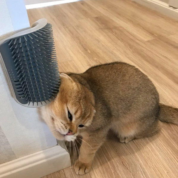 Feline Self-Care Brush